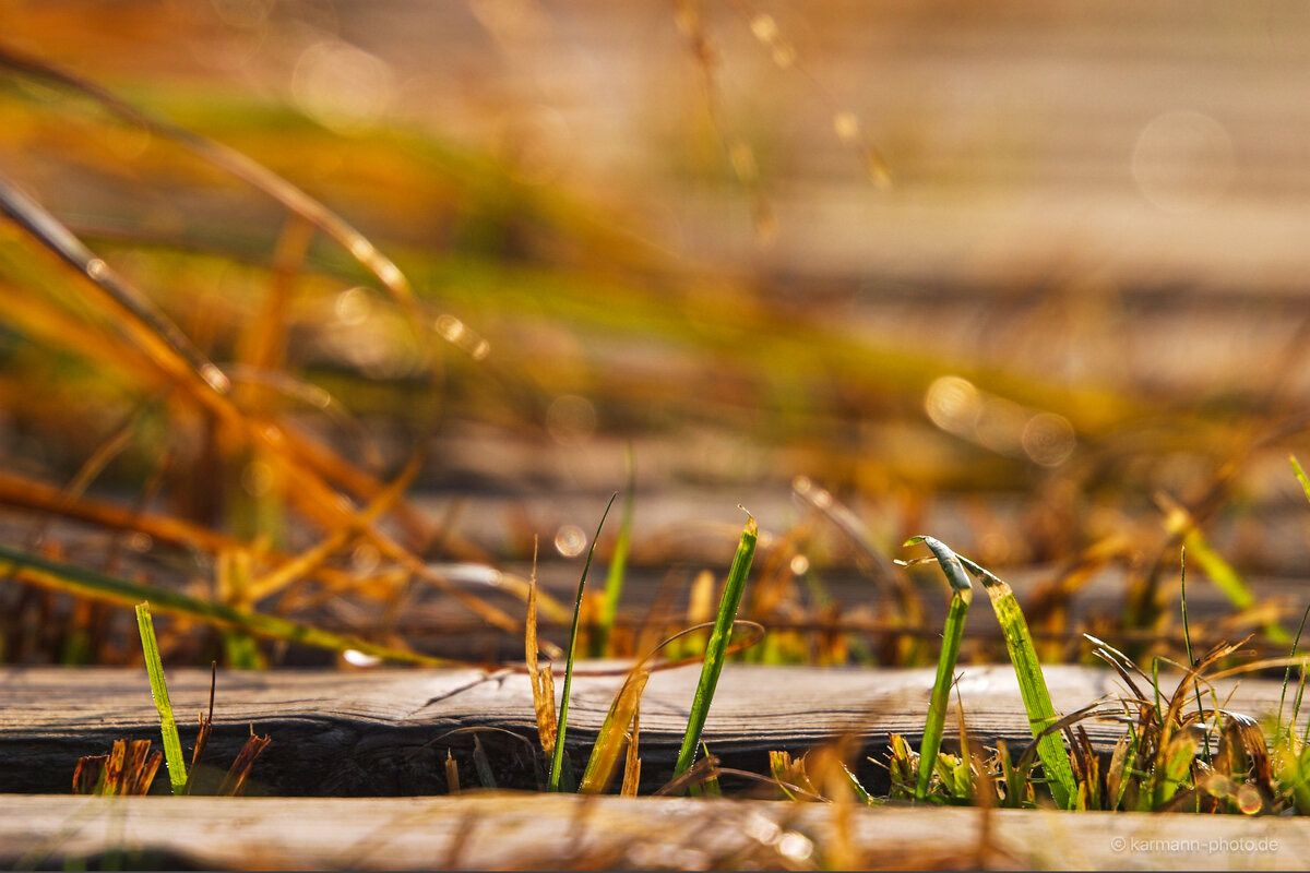 Herbstliches Gras und Laub auf Holzbrettern im Sonnenlicht