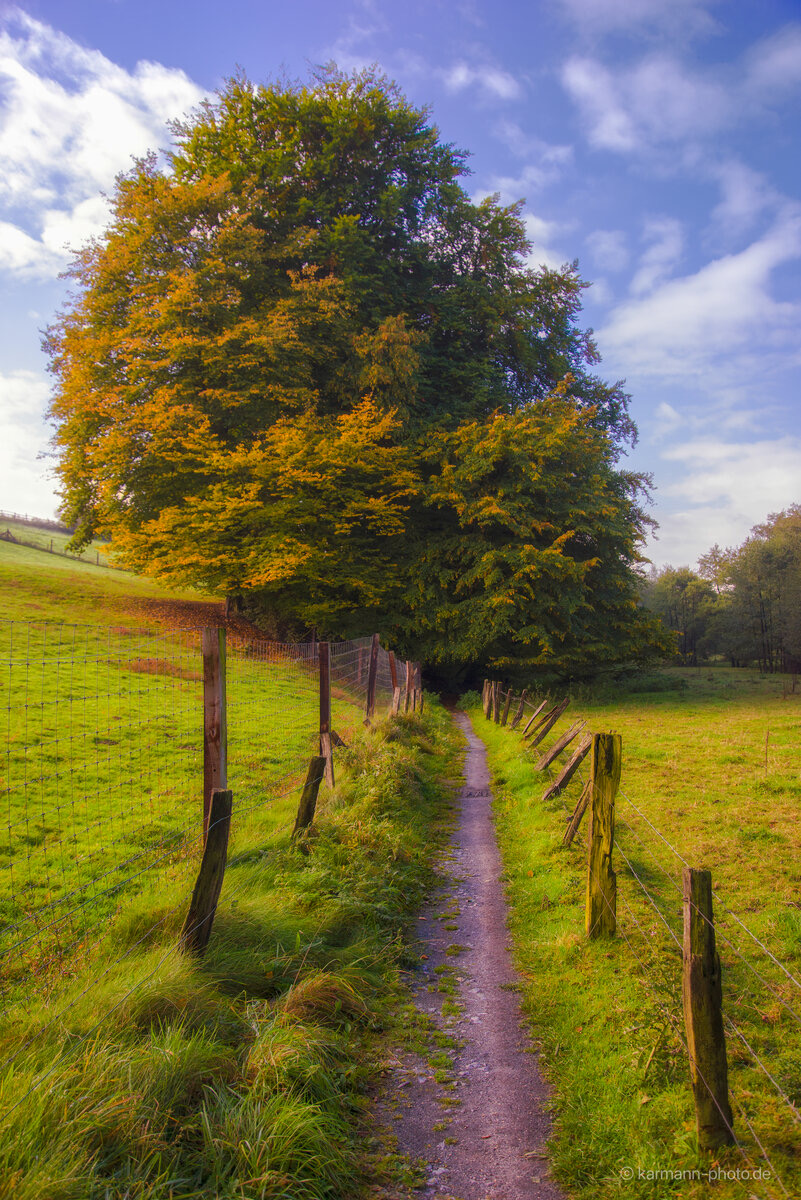 Herbstlicher Weg durch eine grüne Landschaft mit farbenfrohen Bäumen