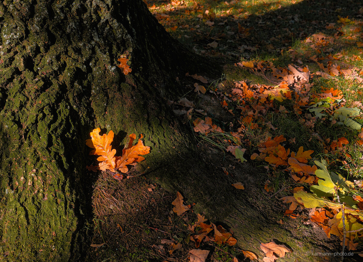Herbstliche Laubblätter an einem Baumstamm im Sonnenlicht