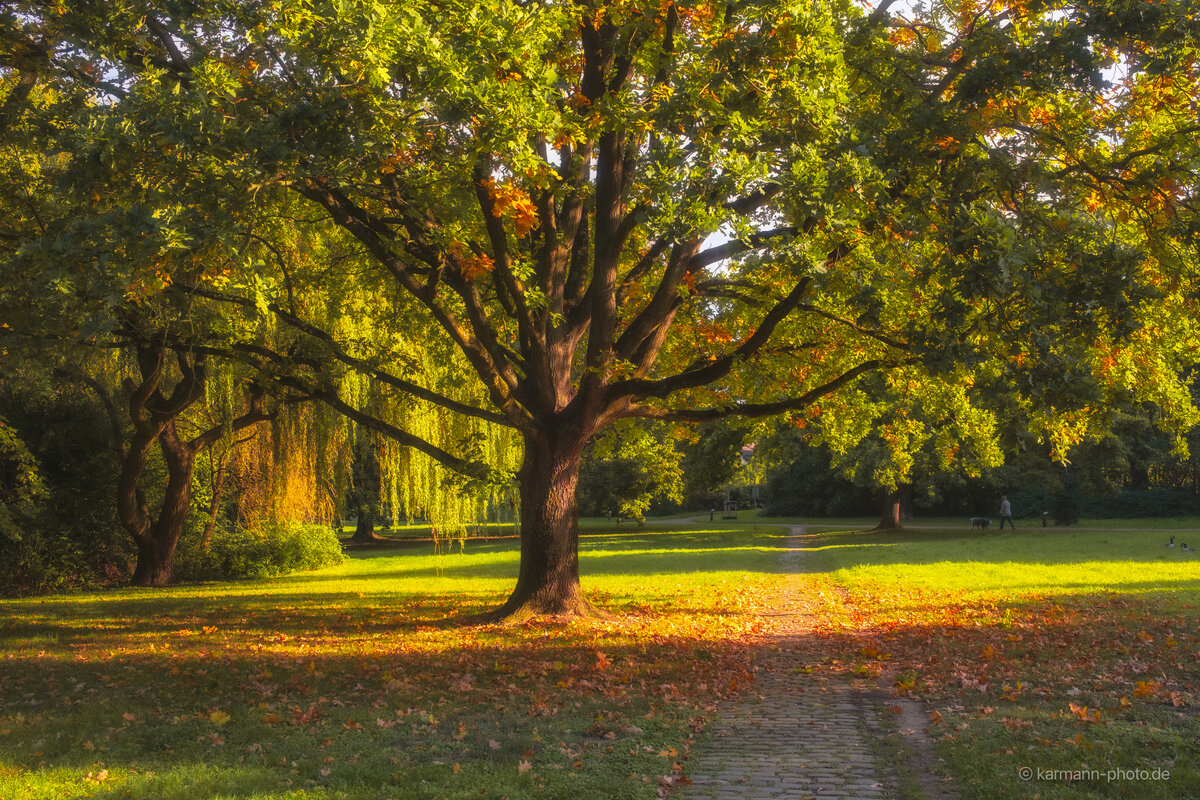 Herbstlicher Park mit leuchtend bunten Bäumen und sonnigem Licht